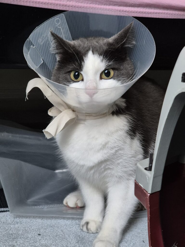 Een foto van een zielige kat met een kapje om haar nek.